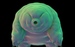 medically accurate illustration of a water bear, tardigrade