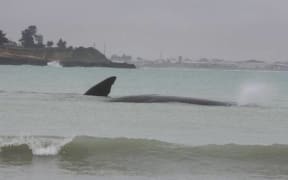 The Sperm Whale is beached off Caroline Bay.