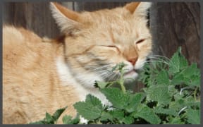 Cat sniffing cat nip