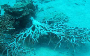 Coral damaged by Cyclone Winston