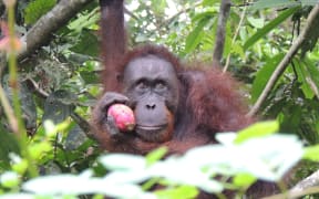 Orangutan in Sabah, Malaysia