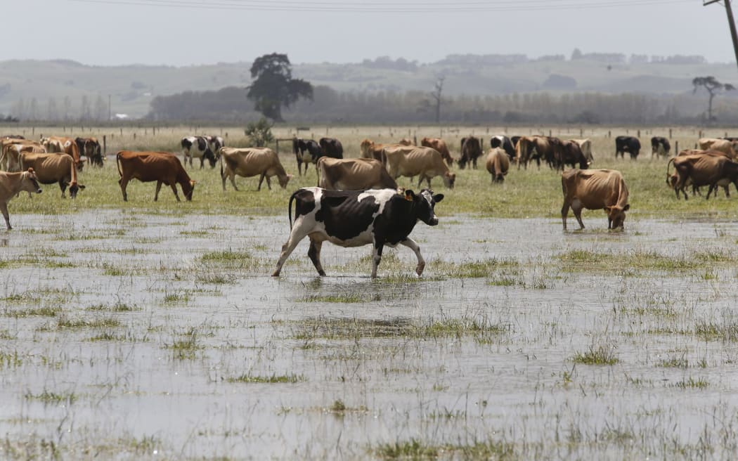 Cyclone Gabrielle flooding in Ruawai.