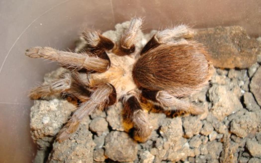Tarantula race reveals startling conclusions RNZ News