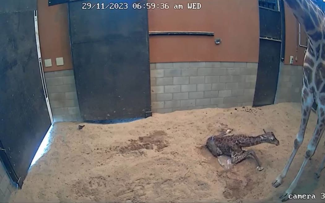 Zuri i Sunny, nowe małe żyrafy w zoo w Wellington.