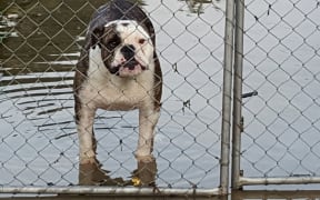 One unhappy bulldog in floodwaters in Motueka
