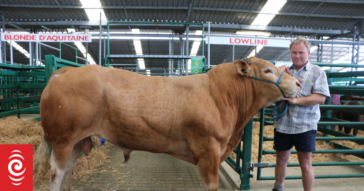 NZ Agricultural Show goes ahead in Christchurch, cows and all RNZ News