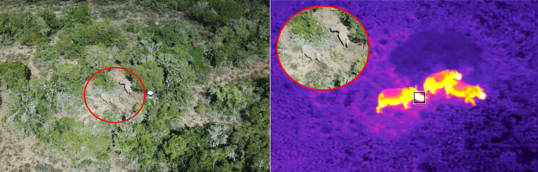 A comparison between standard RGB film versus the Aeronavics drone's thermal imaging.