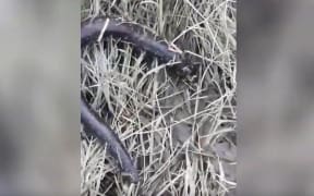 The death of the eels is being investigated by MPI.