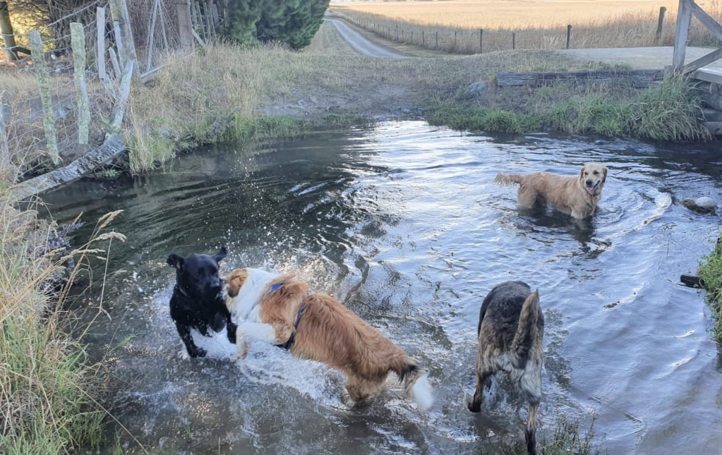 Dogs enjoy a farm water race
