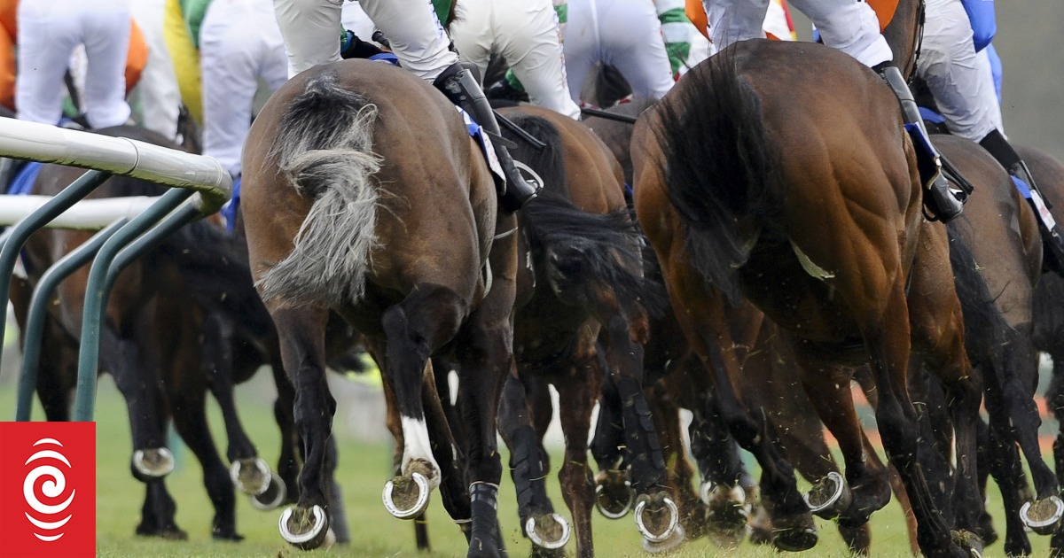 Apprentice Jockey Suspended For Careless Riding In Race | RNZ News