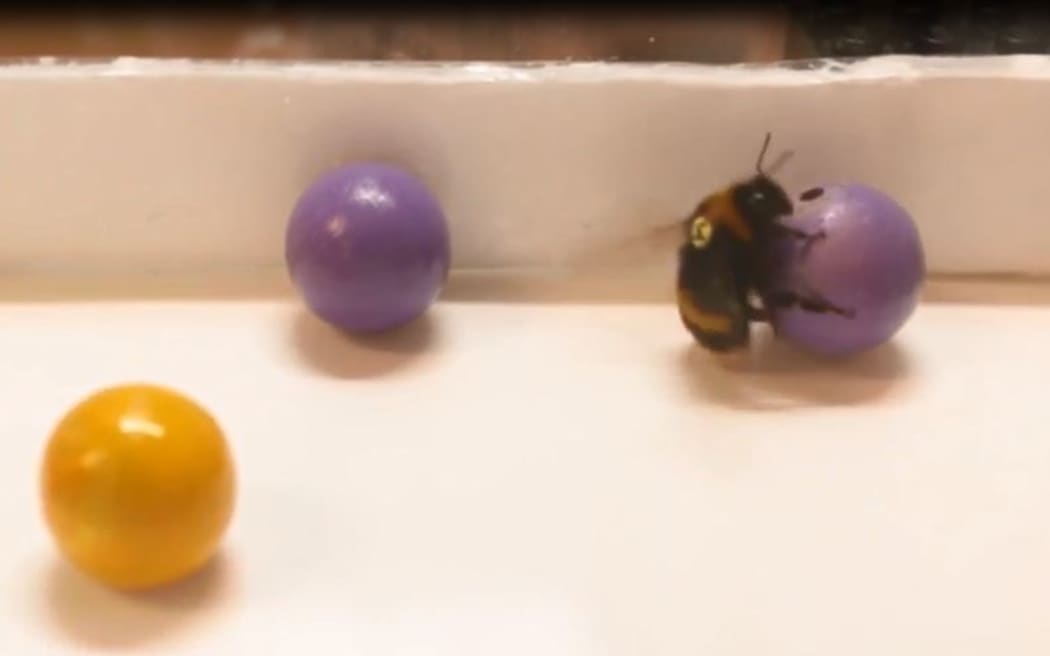 Bumblebees playing with balls