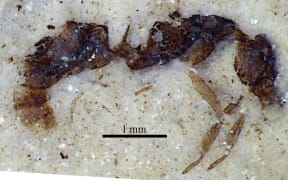 Hundreds of significant insect fossils have been discovered at Foulden Maar, including this holotype of a worker ant, Austroponera schneideri.