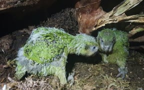 Kākāpō chicks under a branch, photo taken in darkness.