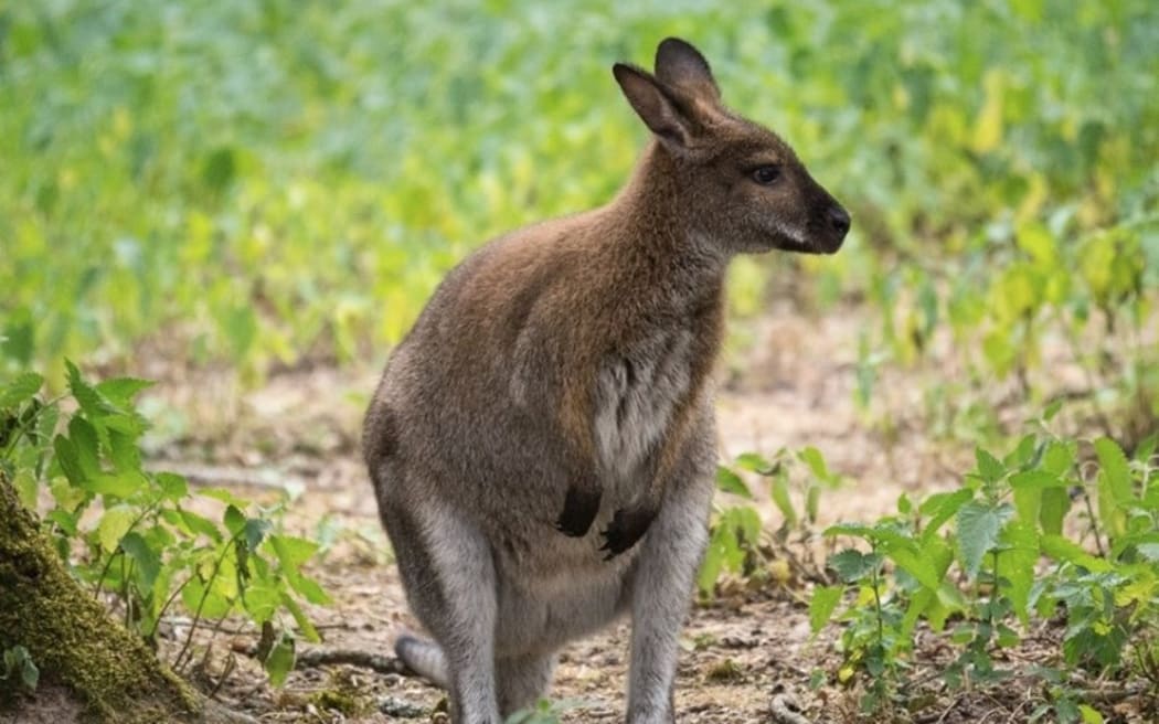 The war on wallabies Council to build 48kmlong pest fence RNZ News