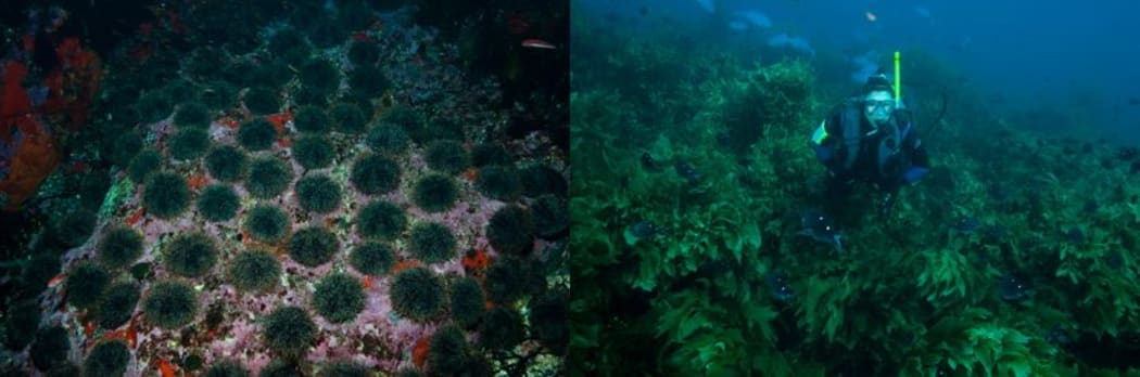 Kina or sea urchins graze the kelp and create 'kina barrens' when their predators such as snapper or crayfish are heavily fished. In fully protected marine reserves (right) large numbers of big predators remove the kina and allow the kelp forest to flourish.