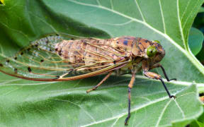 Close view of cicada insect