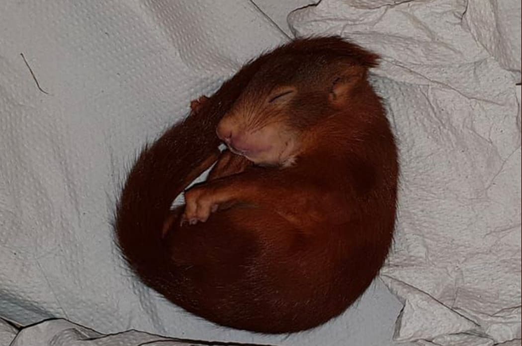 The squirrel fell asleep and then was taken into custody