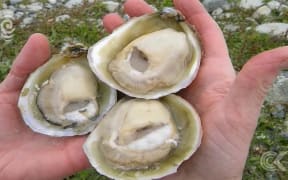 Stewart Island oyster farmer talks to John Campbell: RNZ Checkpoint