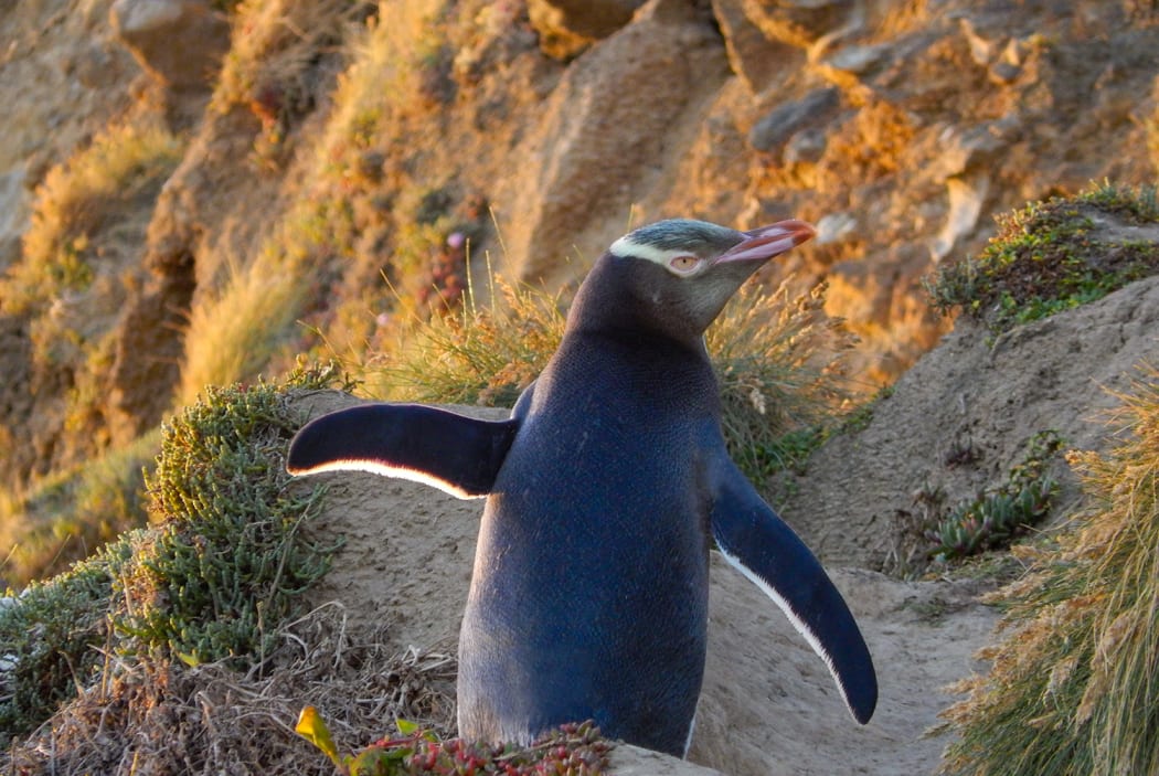 Yellow-eyed penguin (hoiho)
