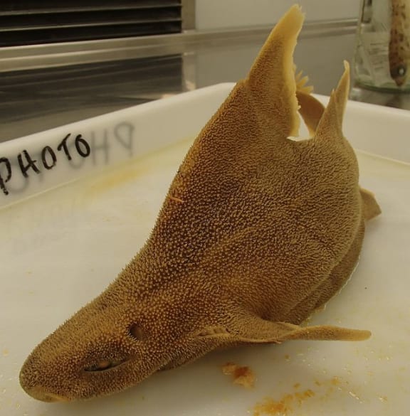 The sound of shark skin RNZ