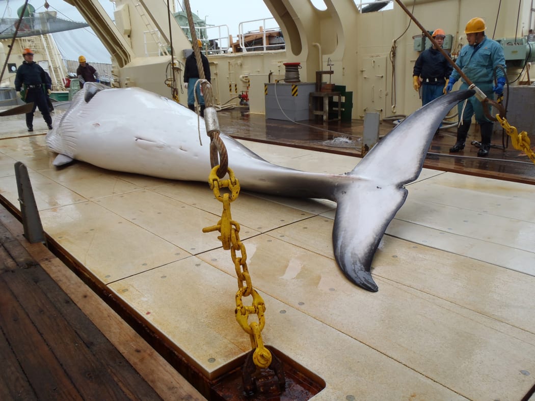 A minke whale on the deck of a whaling ship for research in the Antarctic Ocean. (Photo by Institute of Cetacean Research / FILES / AFP)