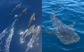 During their 2021 survey off the coast of Northland, the Far Out Ocean Research Collective recorded many marine species including common dolphins and a young whale shark.