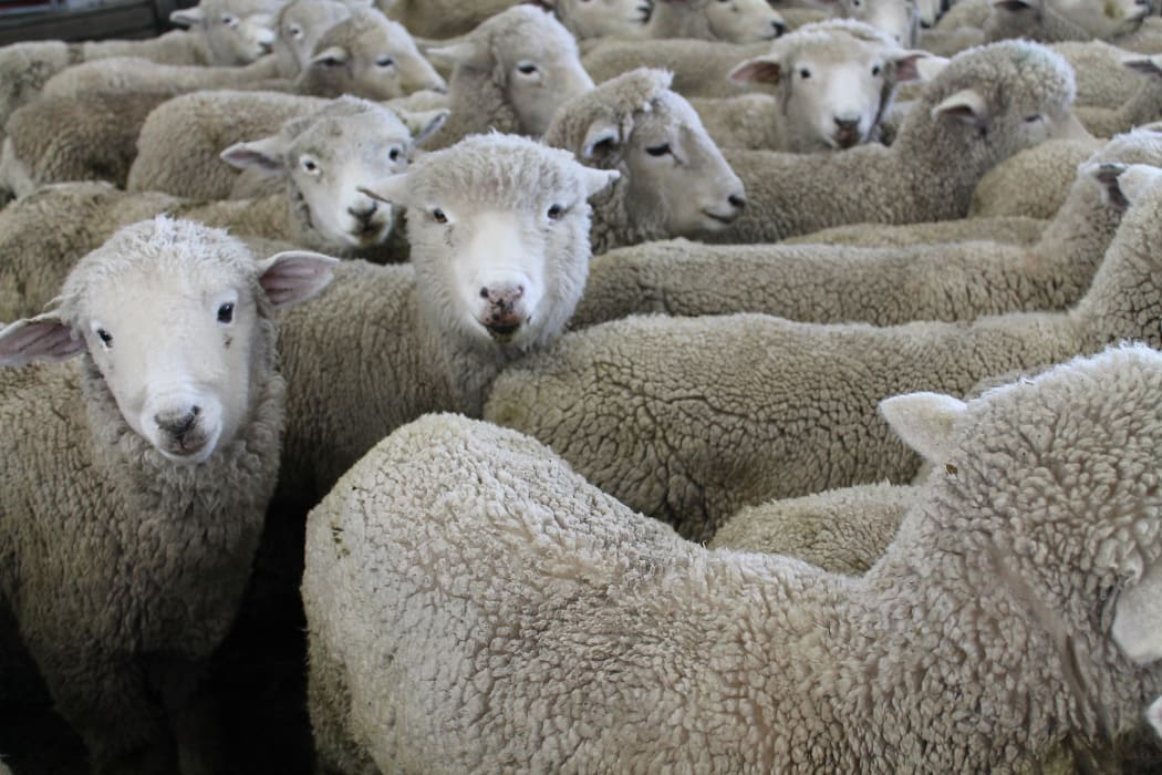 Deal sends lamb direct to Spanish supermarket RNZ News