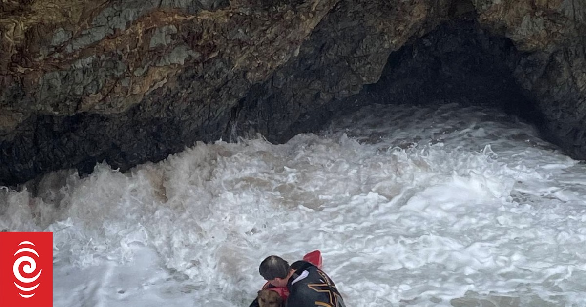 Raro the dog rescued from huge swells in Northland waters - Vimarsana News