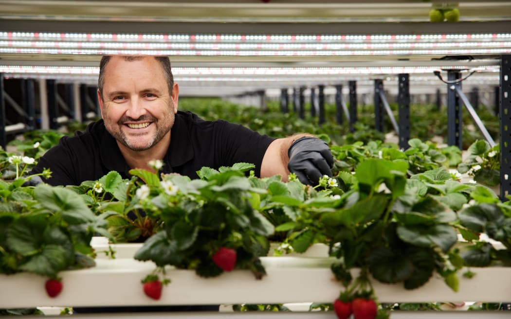 Hightech strawberry farm aims high in Foxton RNZ