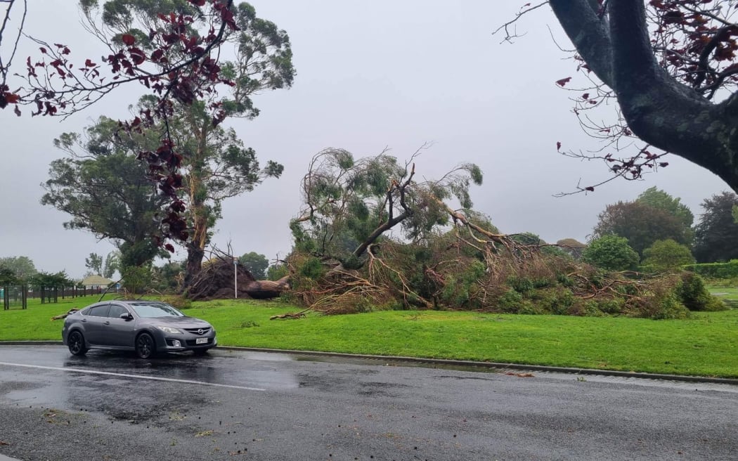 Gum tree ripped out of the ground by severe weather in Mārewa, Hawke's Bay.
