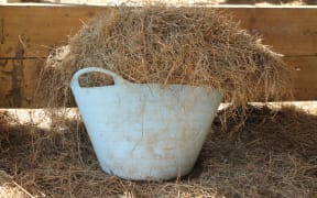 Basket of Hay