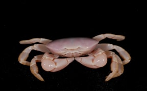 The grumpy Gandalf crab