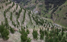 Young radiata pine trees grow on a hillside near Tiraumea, north of Masterton
