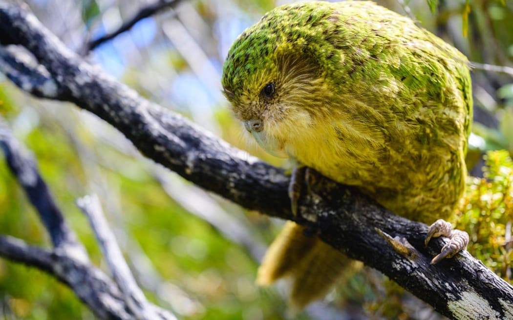 Bunker is one of four male kākāpō who will be living on the mainland after being translocated from Whenua Hou to Sanctuary Mountain Maungatautari.