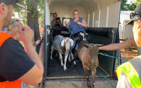 Goats being led to a make-shift campsite for evacuated animals Richmond A&P showgrounds.