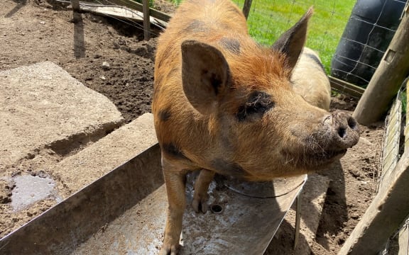 A pig eagerly awaiting feed in King Country.