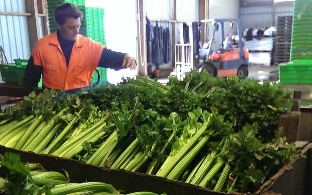 Celery grower Dave Clark at his nursery in Pukekohe.