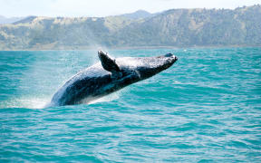 Humpback whale playing in water captured from whale whatching boat.