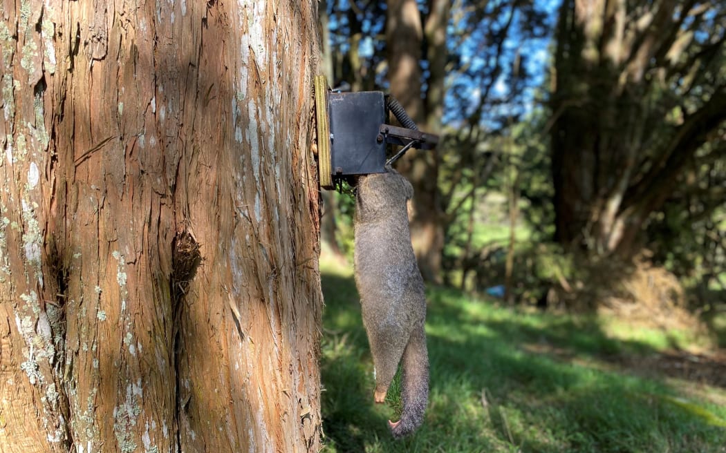 Geoff says on average he catches seven possum a week, after catching 70 a week when he began trapping.