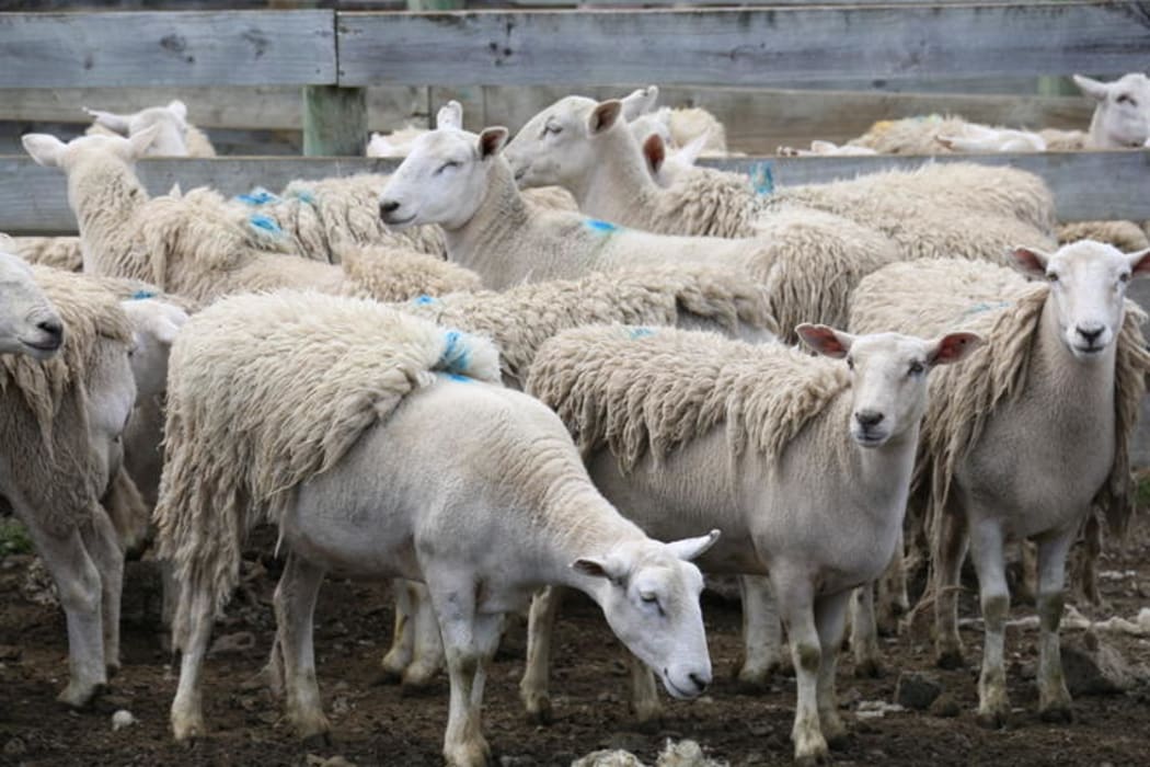 Farmers flock to see Wiltshire woolless sheep benefits RNZ News