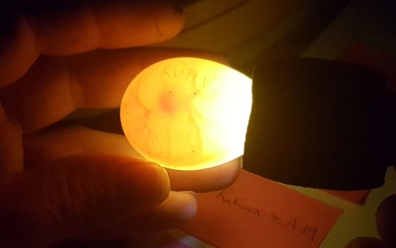 Holding a torch against a kākāpō egg reveals a developing embryo.