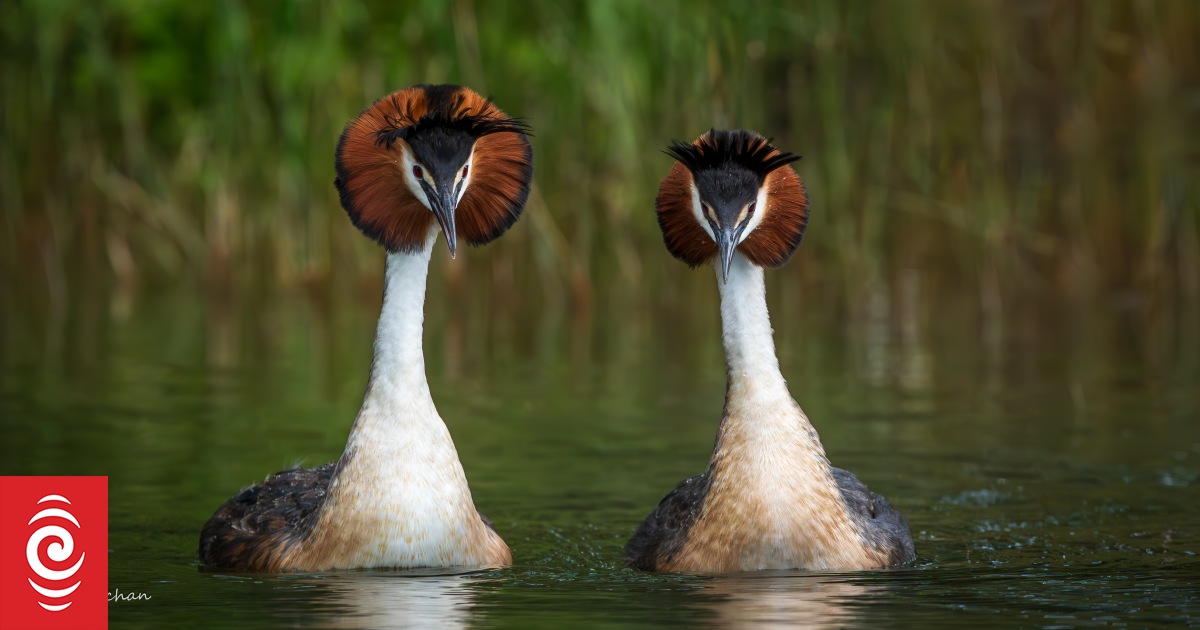 Bird of the Century: What you need to know about pūteketeke - Vimarsana News