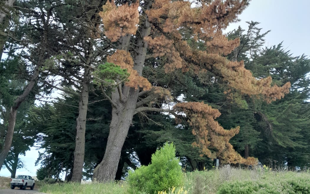 The Waimakariri District Council says it was devastated to discover one of Waikuku's hundred-plus year old pine trees on Park Terrace appears to have been targeted.