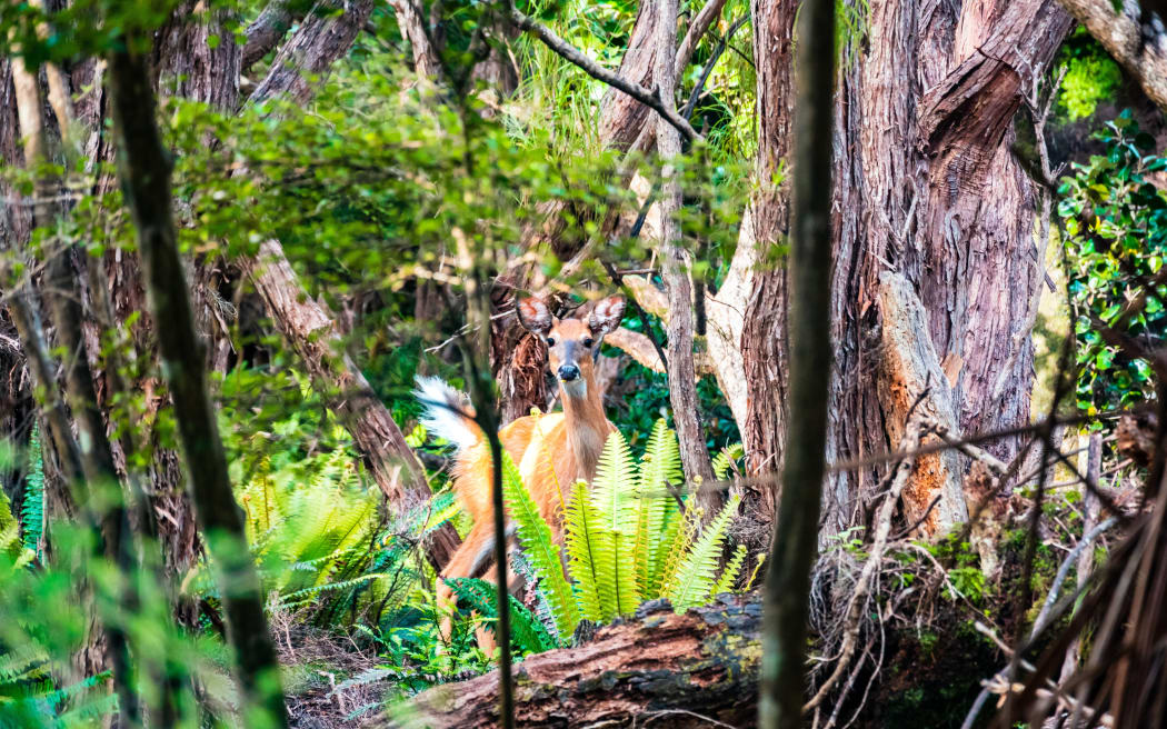 A deer on Stewart Island / Rakiura.