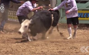 Rodeo footage shows animals restrained, in distress