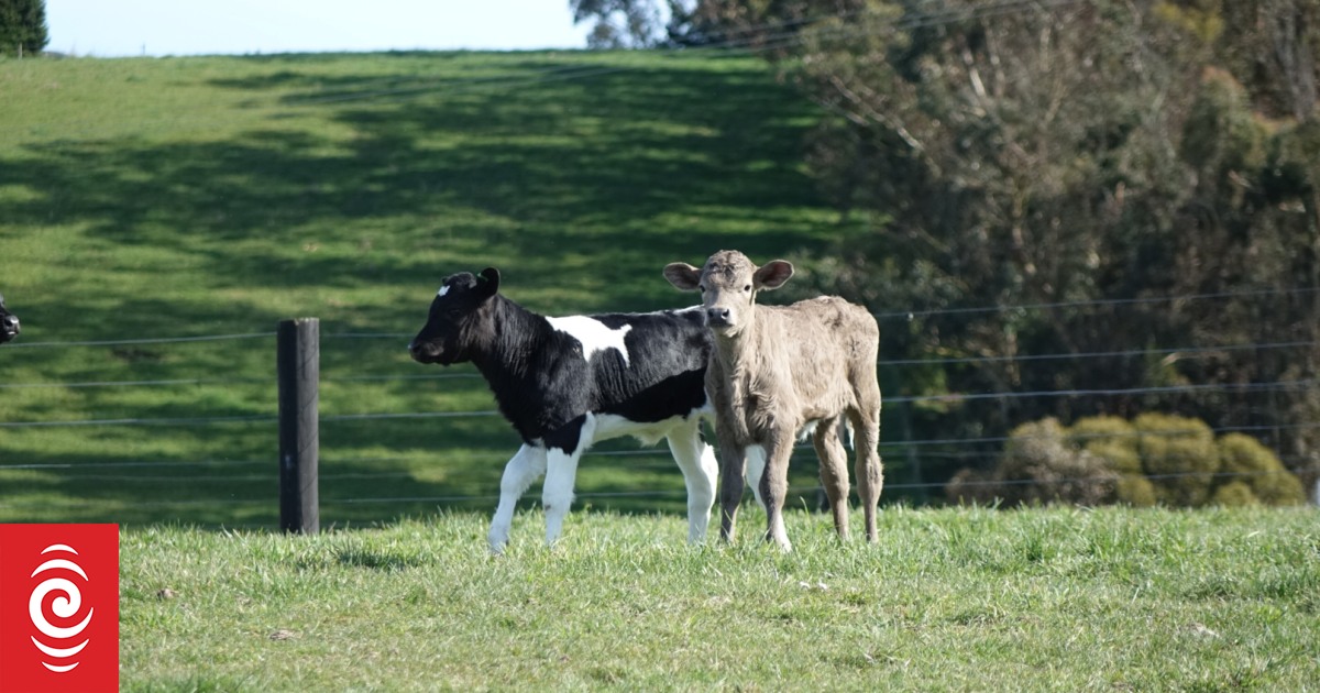 Hundreds of farmers reimbursed over sire semen quality - Vimarsana News