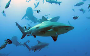 This handout image released by Simon Fraser University/James Cook University on January 16, 2023, shows bull sharks in the waters off Fiji. - Nearly two thirds of the sharks and rays that live among the world's corals are threatened with extinction, according to new research published on January 16, 2023, in the journal Nature Communications. Coral reefs, which harbour at least a quarter of all marine animals and plants, are gravely menaced by an array of human threats, including overfishing, pollution and climate change. Shark and ray species -- from apex predators to filter feeders -- play an important role in these delicate ecosystems that "cannot be filled by other species", said Samantha Sherman, of Simon Fraser University in Canada and the wildlife group TRAFFIC International. (Photo by COLIN SIMPENDORFER / SIMON FRASER UNIVERSITY/JAMES COOK UNIVERSITY / AFP) / RESTRICTED TO...