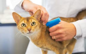 cat being microchipped