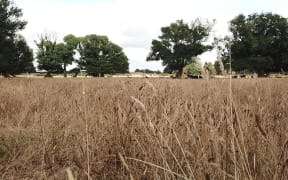 Paddocks dry from the Northland drought.
Kaikohe area