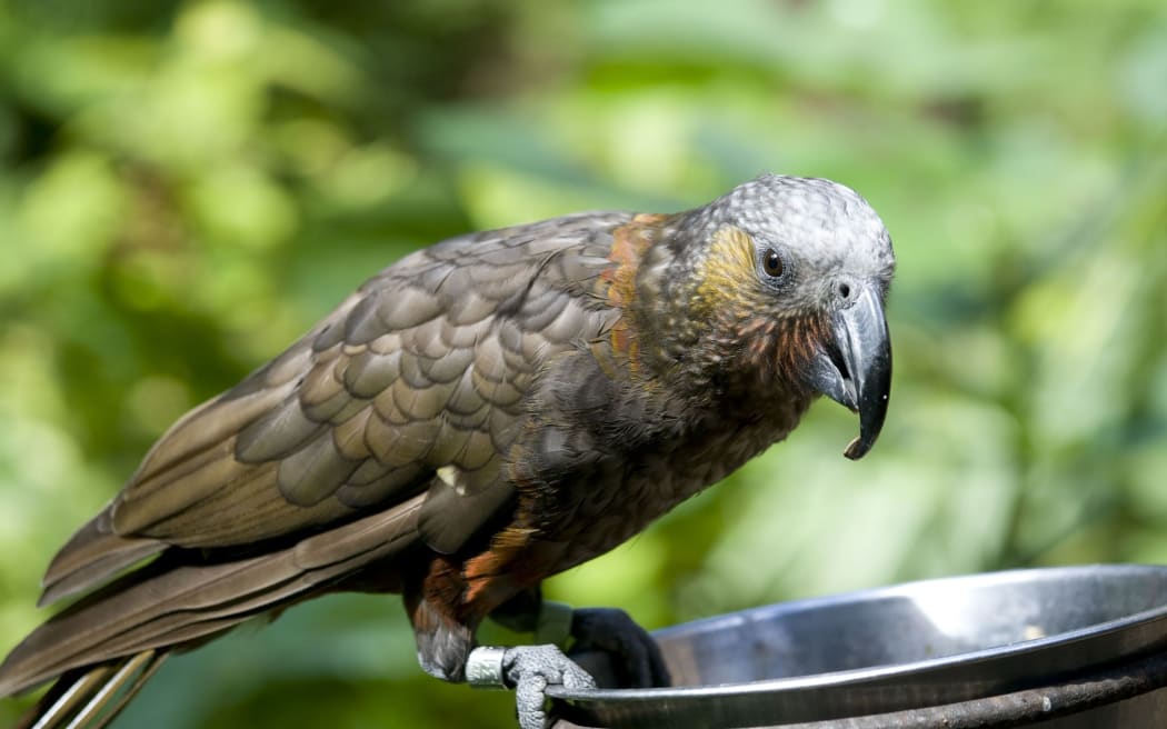 Kākā numbers skyrocket in annual Landsborough Valley bird count | RNZ News